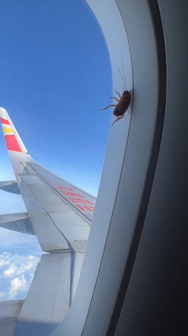 แมลงสาบบนเครื่องบิน