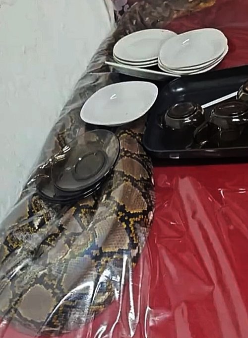 งูเหลือม