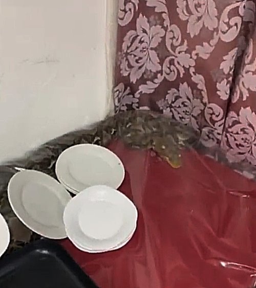 งูเหลือม