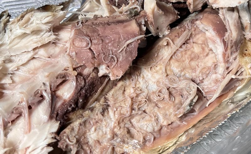 พยาธิในซาบะ