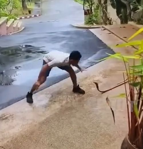 จับงูมือเปล่า