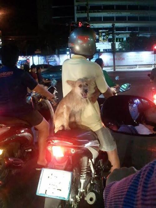 หมานั่งมอเตอร์ไซค์