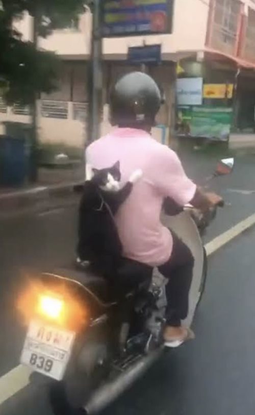 หมานั่งมอเตอร์ไซค์