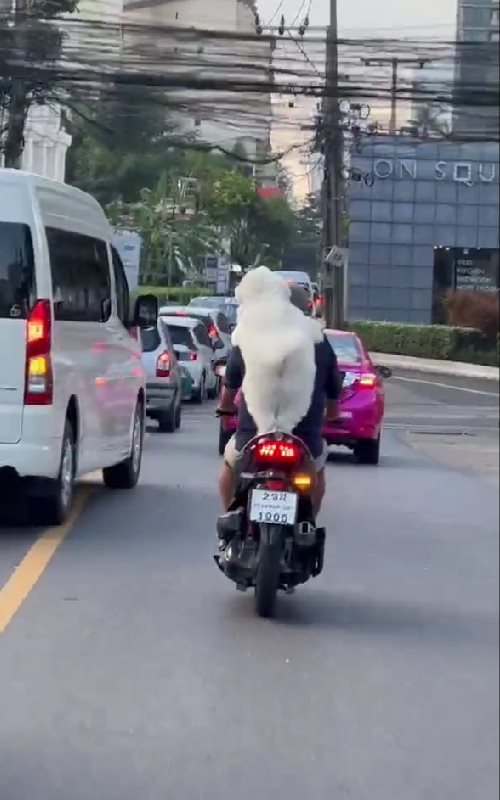 หมานั่งมอเตอร์ไซค์