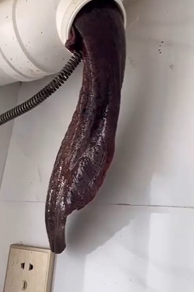 ซาลาแมนเดอร์