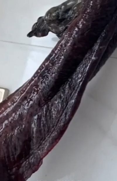 ซาลาแมนเดอร์