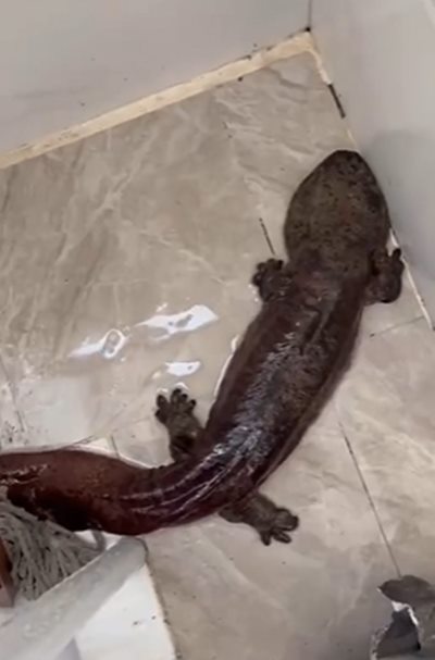 ซาลาแมนเดอร์