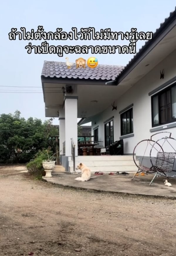 เป็ด