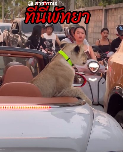 สิงโตนั่งรถเปิดประทุน