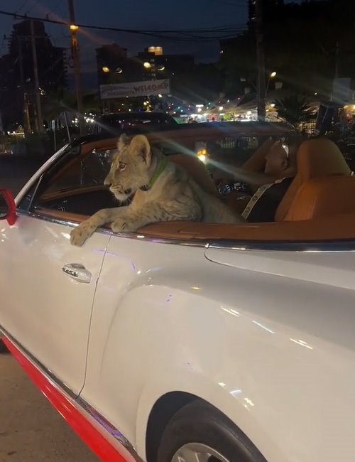 สิงโตนั่งรถเปิดประทุน