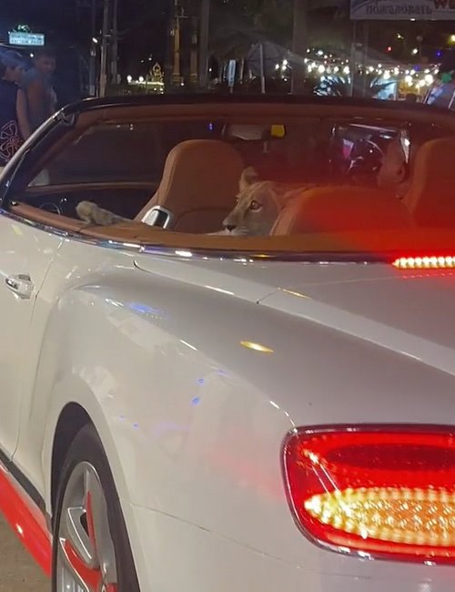 สิงโตนั่งรถเปิดประทุน