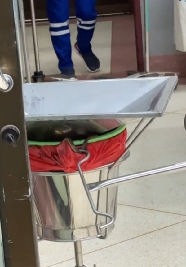 งูหลุดในโรงพยาบาล