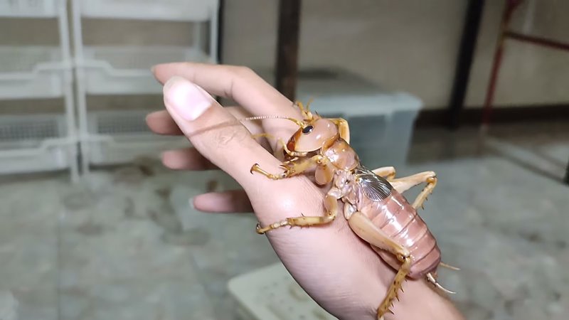 จิ้งหรีดยักษ์