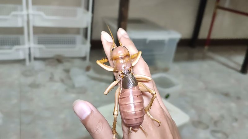 จิ้งหรีดยักษ์