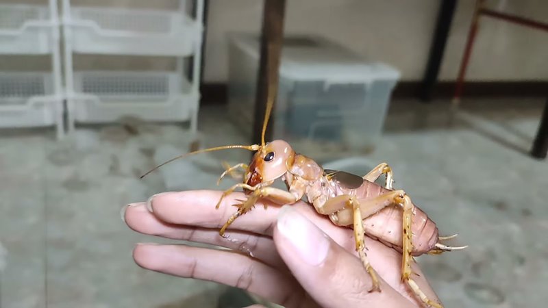 จิ้งหรีดยักษ์