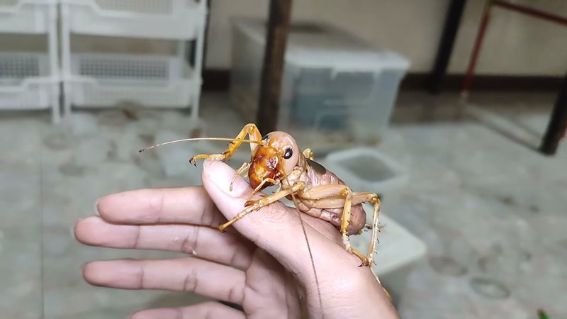 จิ้งหรีดยักษ์