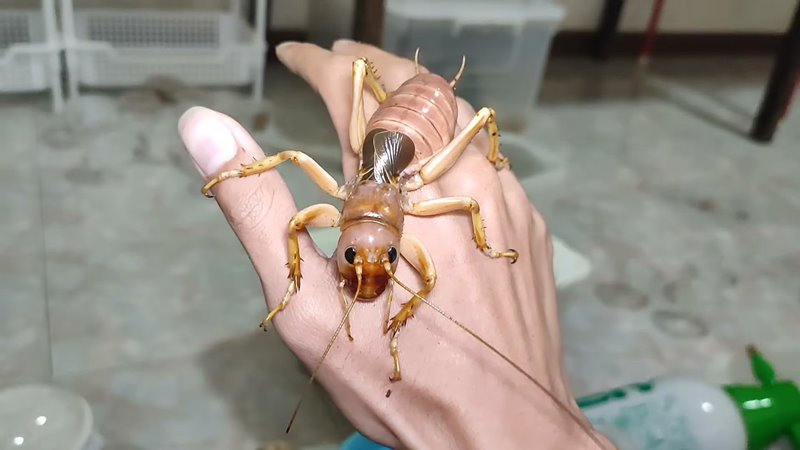 จิ้งหรีดยักษ์