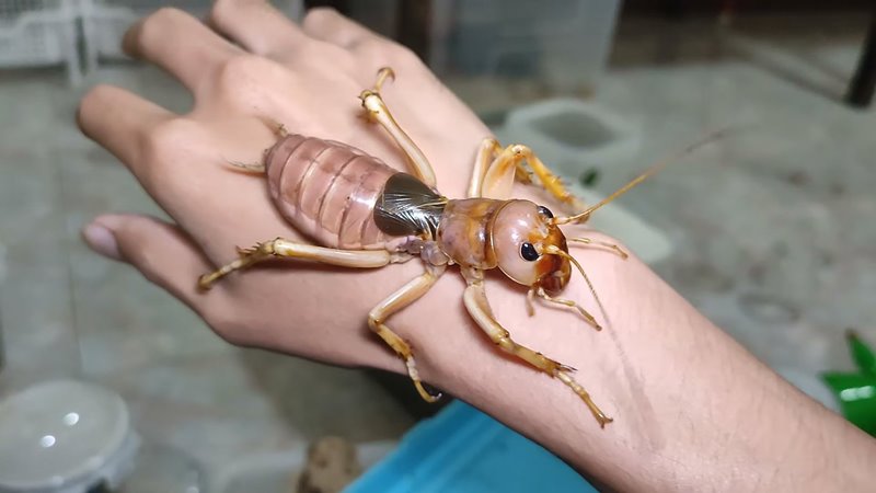 จิ้งหรีดยักษ์