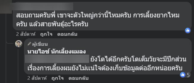 จิ้งหรีดยักษ์