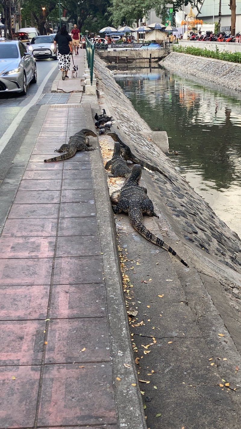 ตัวเงินตัวทอง