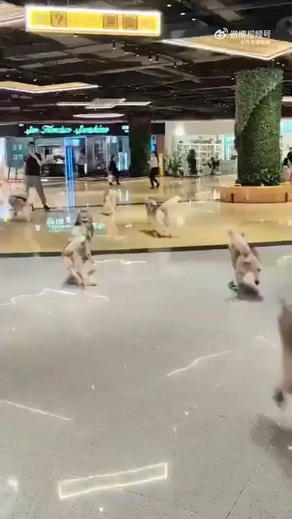 ไซบีเรียนหลุด