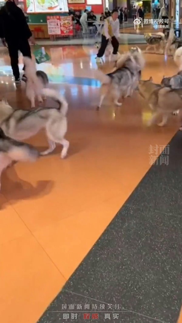 ไซบีเรียนหลุด