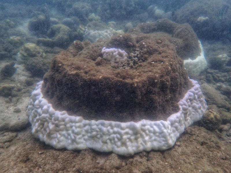 ปะการัง