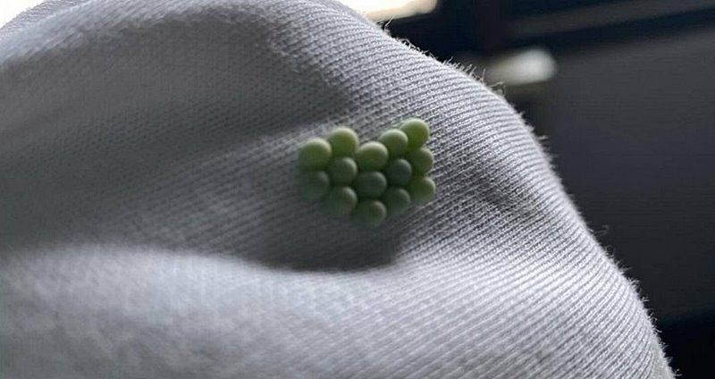 ไข่มวนช้าง