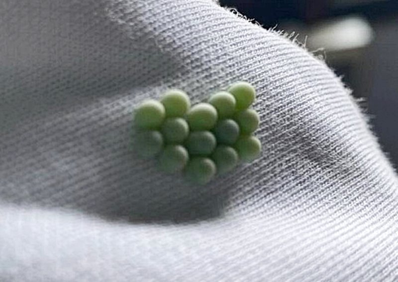 ไข่มวนช้าง