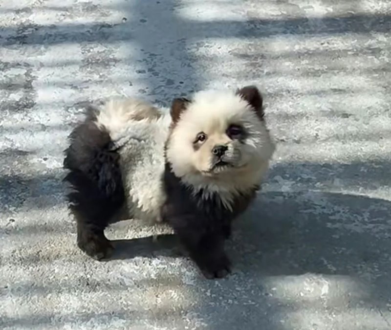 หมาแพนด้า