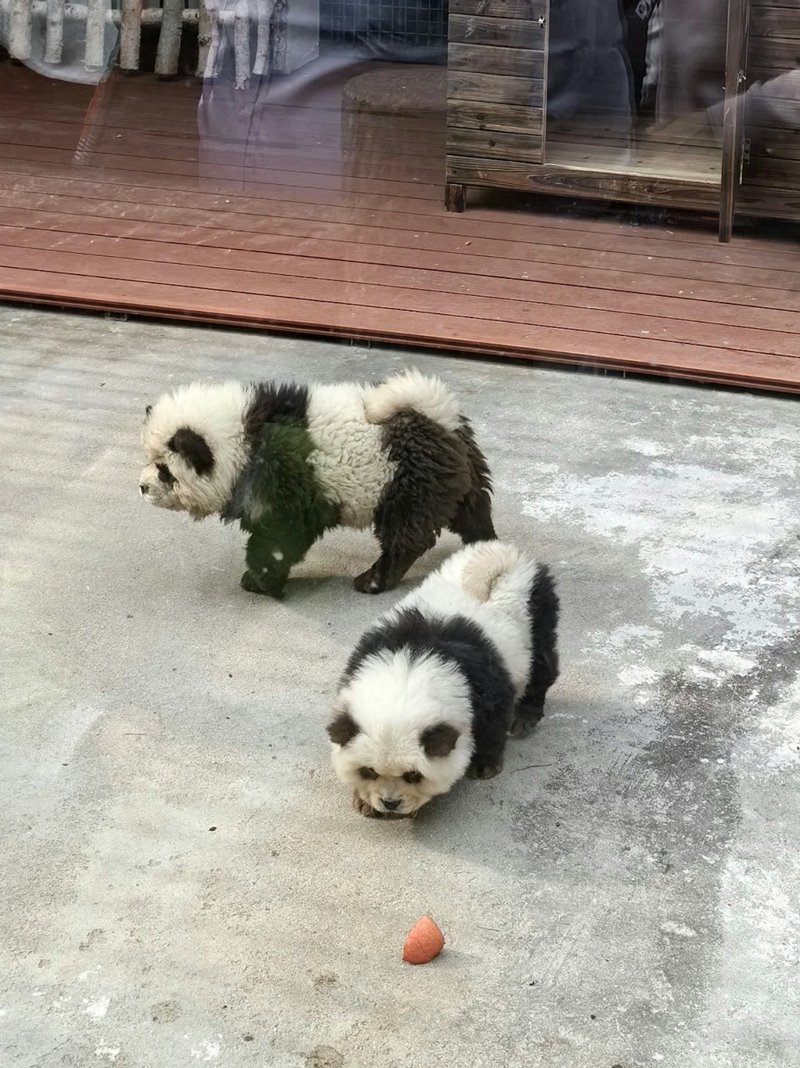 หมาแพนด้า