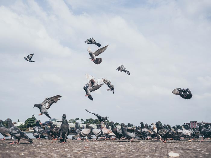 ปอดอักเสบ ติดเชื้อรา