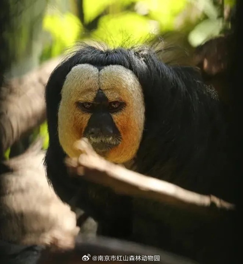 ลิงซากิ