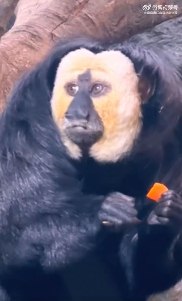 ลิงซากิ