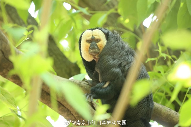 ลิงซากิ