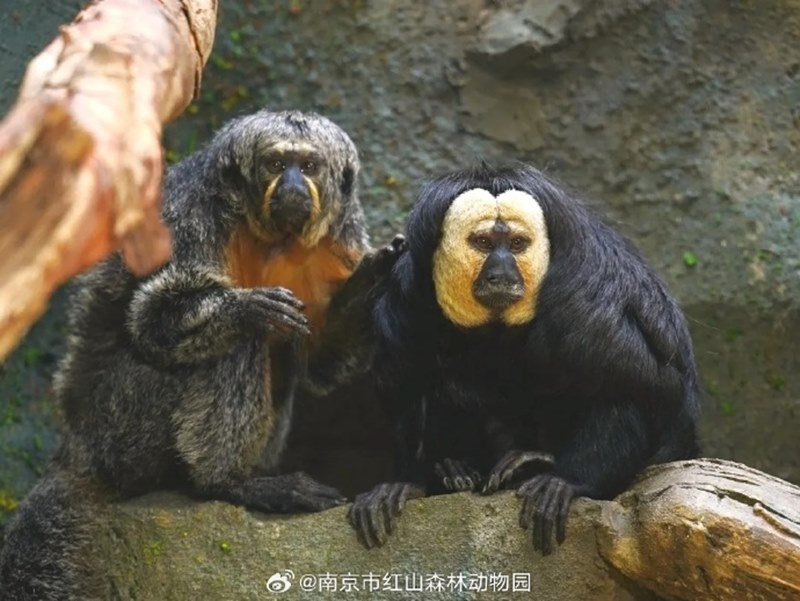 ลิงซากิ