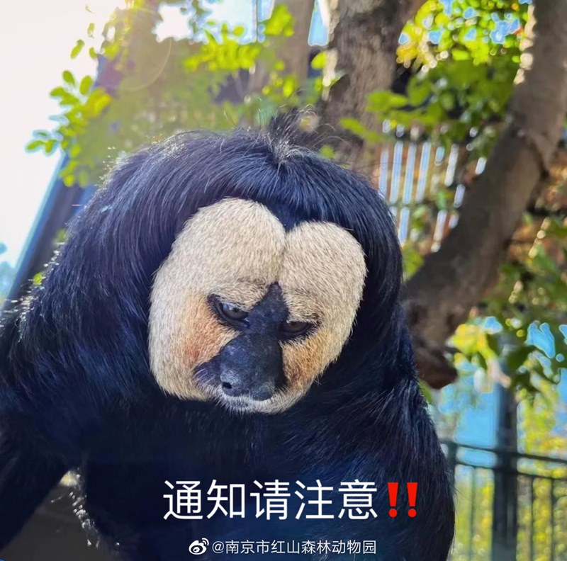 ลิงซากิ