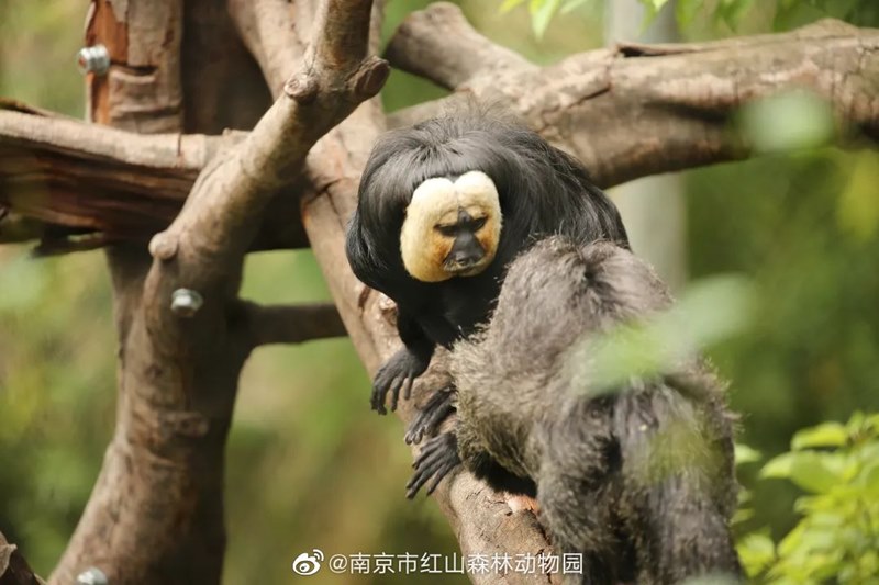 ลิงซากิ