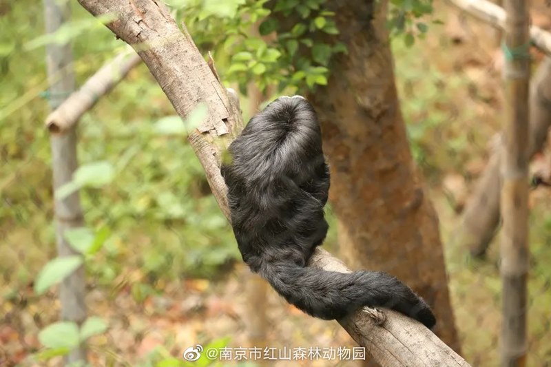 ลิงซากิ