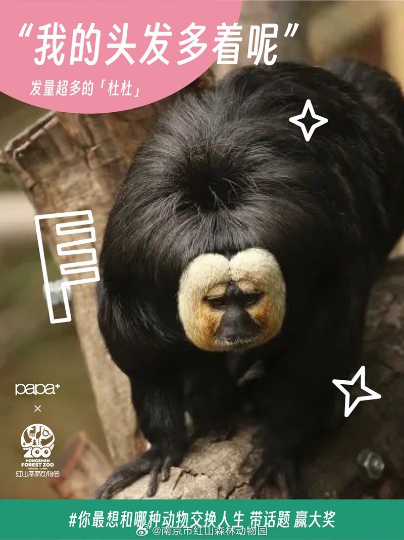 ลิงซากิ