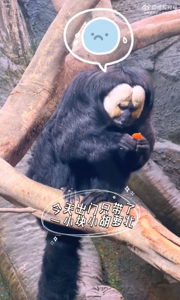 ลิงซากิ