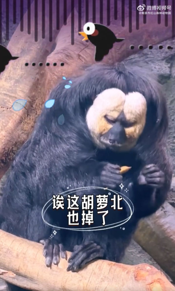 ลิงซากิ