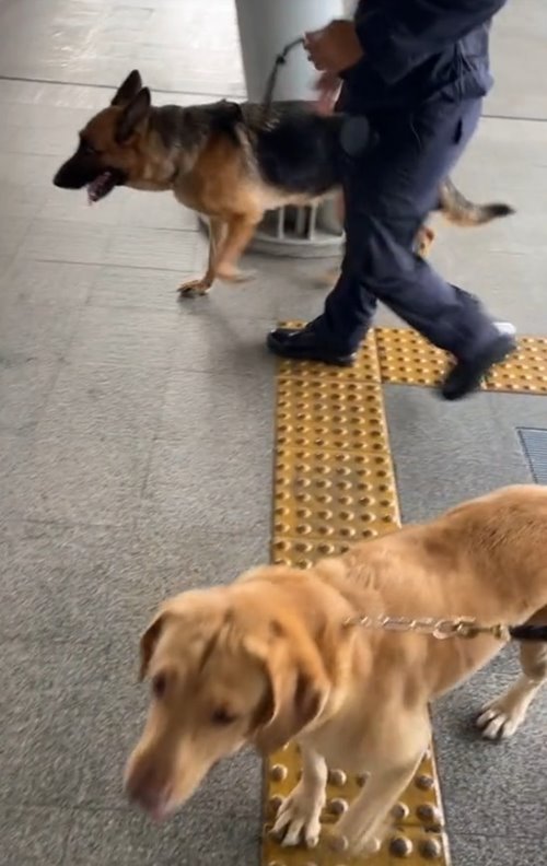 สุนัขตำรวจ