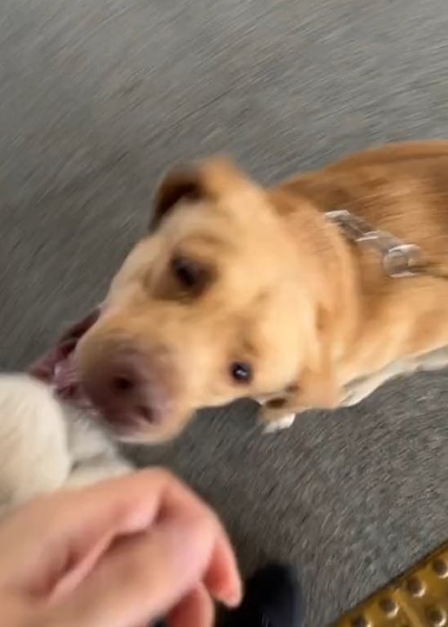 สุนัขตำรวจ