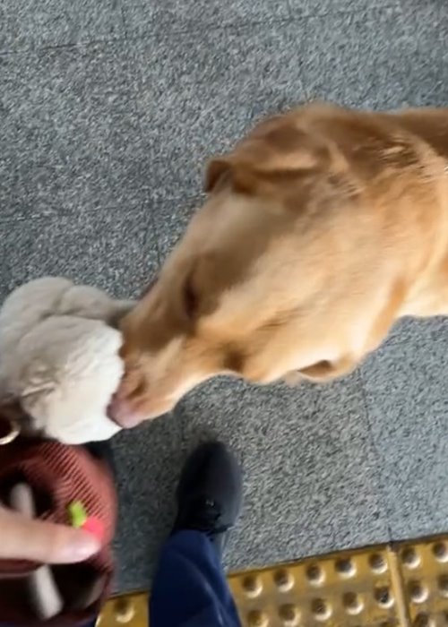 สุนัขตำรวจ