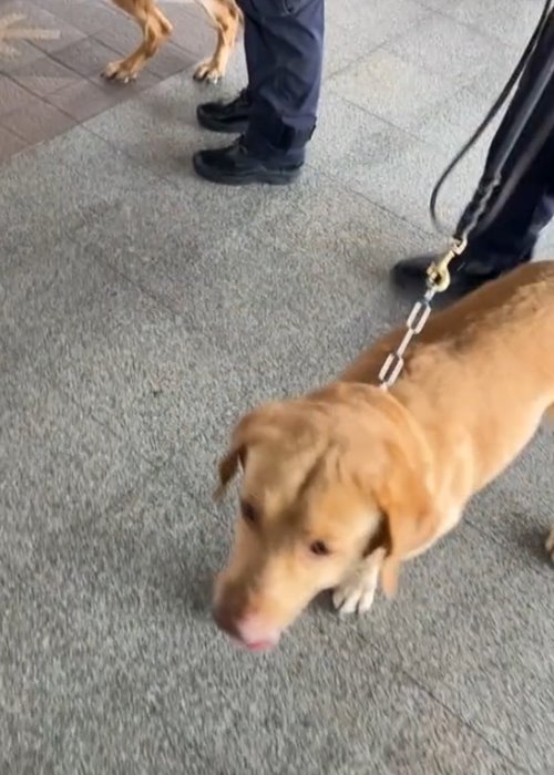 สุนัขตำรวจ