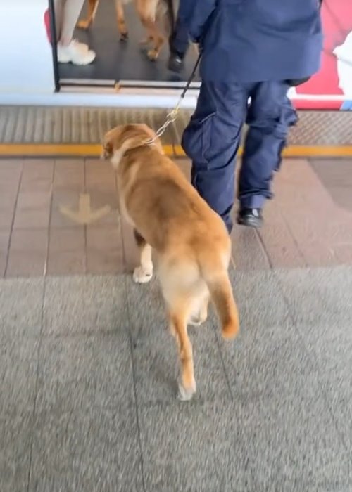 สุนัขตำรวจ