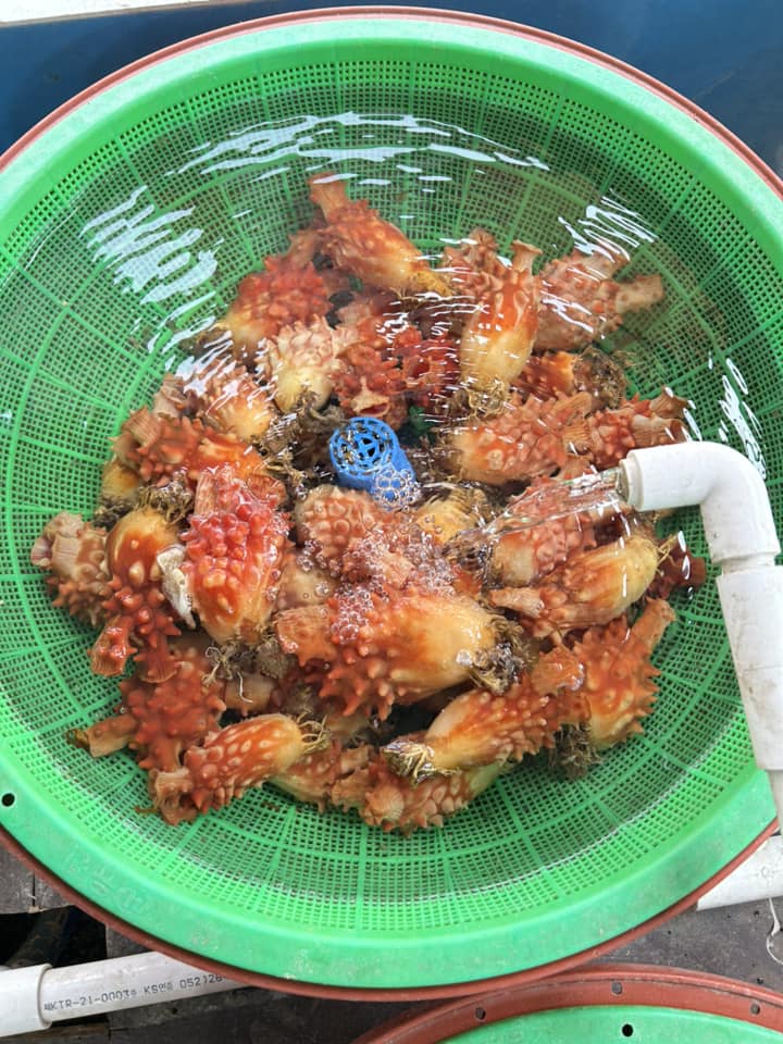 เพรียงสับปะรด