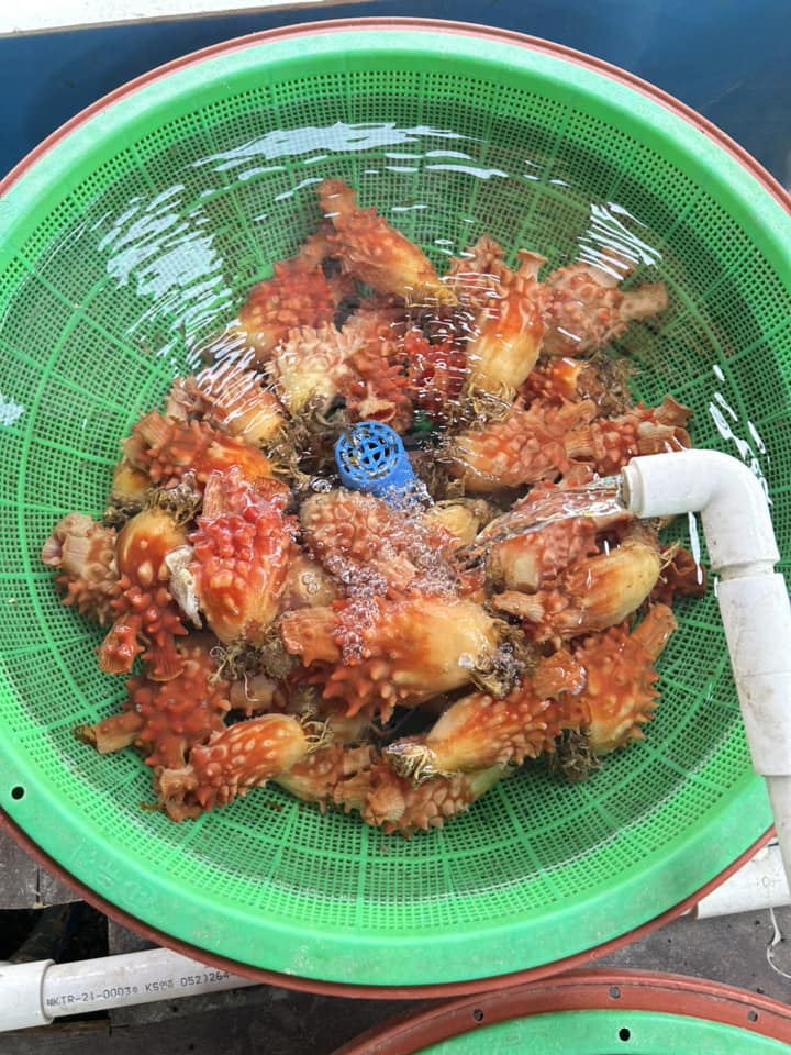 เพรียงสับปะรด