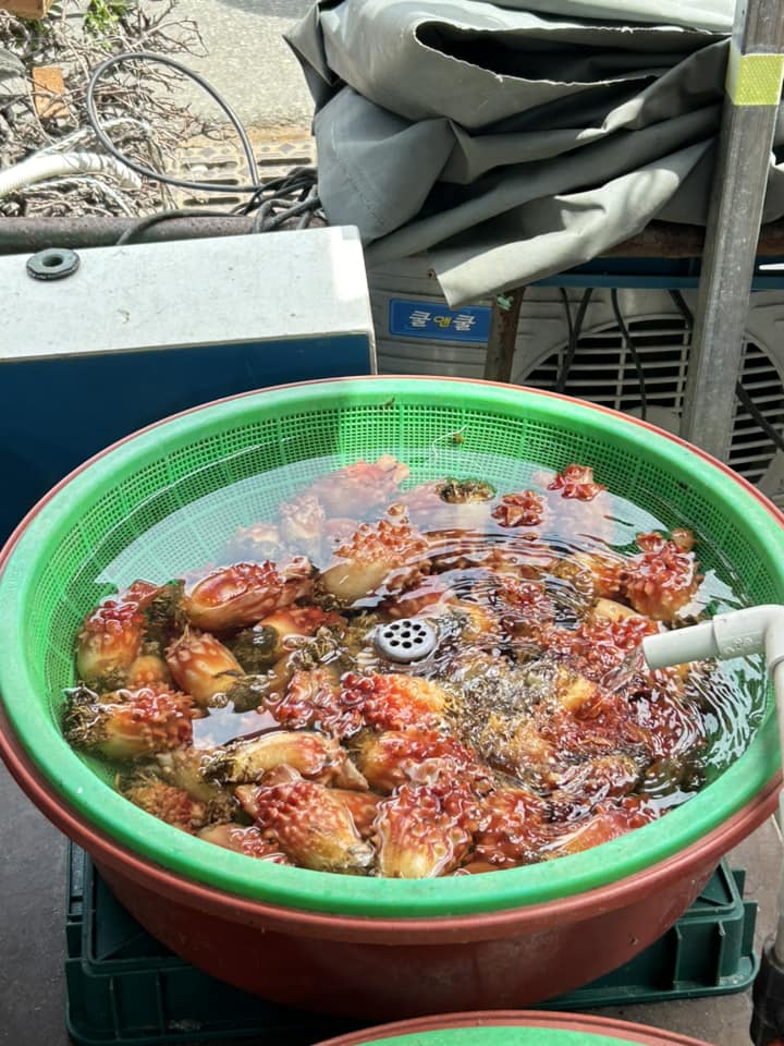 เพรียงสับปะรด